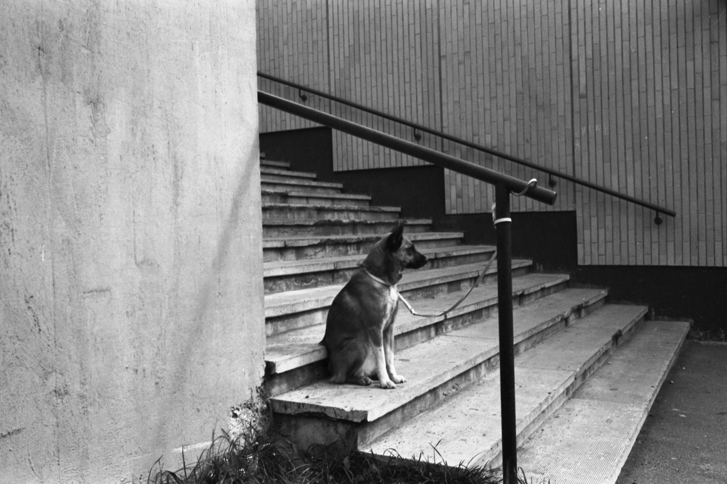 KONTULA 1970: "Odottava koira" - T-paita